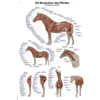 Sanismart Lehrtafel Die Muskulatur des Pferdes 50x70cm