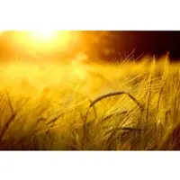 Papermoon Fototapete "Goldener Schein", bunt, B:3,5m L:2,6m, Vlies, Tapeten, Fototapete