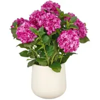 Creativ Green künstliche Pflanze Hortensien Arrangement im creme Kunststofftopf, purple, 70cm, Real Touch