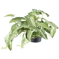 Creativ Green Kunstpflanze "Alocasia", grün (grüncreme), H:40cm Ø:24cm, Kunststoff, Kunstpflanzen, Kunstpflanze, mit naturgetreuem Blattwerk