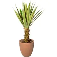 Creativ Green Künstliche Zimmerpflanze "Yucca im Terracottatopf", grün, H:75cm, Obermaterial: 100% Polyethylen, Kunstpflanzen, Künstliche Zimmerpflanze