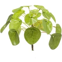 Urbanjngl Pilea Mini Bush 13cm