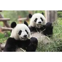 Papermoon Fototapete "Riesige Pandas", bunt, B:2,5m L:1,9m, Vlies, Tapeten, Fototapete