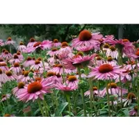 Papermoon Fototapete "Sommerblumen", bunt, B:4m L:2,6m, Vlies, Tapeten, Fototapete