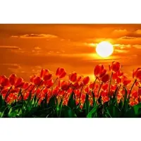 Papermoon Fototapete "Rote Tulpen", bunt, B:5m L:2,8m, Vlies, Tapeten, Fototapete