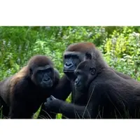 Papermoon Fototapete "Gorilla-Treffen", bunt, B:2m L:1,5m, Vlies, Tapeten, Fototapete