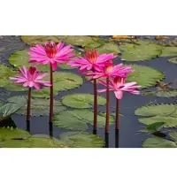 Papermoon Fototapete "Rosa Lotus", bunt, B:2m L:1,49m, Vlies, Tapeten, Fototapete