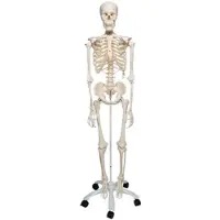 3B Scientific Menschliches Skelett Modell "Stan", lebensgroß, auf Metallstativ mit Rollen - 3B...