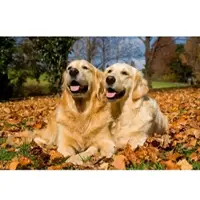 Papermoon Fototapete "Golden Retriever", bunt, B:4,5m L:2,8m, Vlies, Tapeten, Fototapete