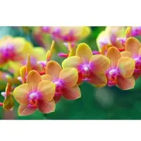 Papermoon Fototapete "Goldene Orchideen", bunt, B:4m L:2,6m, Vlies, Tapeten, Fototapete
