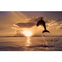 Papermoon Fototapete "Springender Delphin", bunt, B:4,5m L:2,8m, Vlies, Tapeten, Fototapete