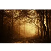Papermoon Fototapete "Dunkler Wald", bunt, B:3,5m L:2,6m, Vlies, Tapeten, Fototapete