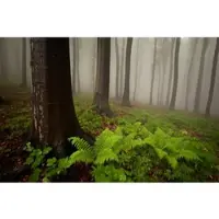 Papermoon Fototapete "Mystischer Wald", bunt, B:5m L:2,8m, Vlies, Tapeten, Fototapete