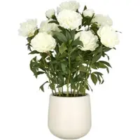 Creativ Green Kunstpflanze "Peonie", beige (creme), H:80cm, Kunststoff, Kunstpflanzen, Kunstpflanze, im eleganten Topf