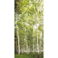 Winwall Duschrückwand Aluverbund Birkenwald, 1 Stück, 2500x1250 mm