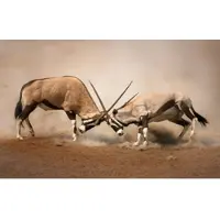 Papermoon Fototapete "Gemsbocks Fight", bunt, B:5m L:2,8m, Vlies, Tapeten, Fototapete