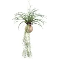 Modern Living Kunstpflanze Tilandsia Stricta II in Grün