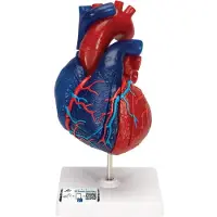 3B Scientific Lebensgrosses Herzmodell mit magnetischen Verbindungen und didaktischer Farbgebung