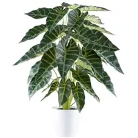Creativ Green Kunstpflanze "Alocasia", grün, H:68cm, Kunststoff, Kunstpflanzen, Kunstpflanze, mit zahlreichen Blättern
