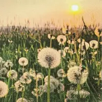 Home Fashion , Dandelion Clock, Lunch-Servietten aufgefaltetes Maß 33 cm x 33 cm, im Viertelfalz, 20 Stück pro Pack, 12 Pack pro Karton