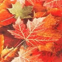 Home Fashion , Maple Leaves, Lunch-Servietten aufgefaltetes Maß 33 cm x 33 cm, im Viertelfalz, 20 Stück pro Pack, 12 Pack pro Karton