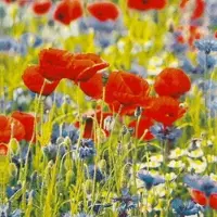 Home Fashion , Poppies and Cornflowers, Lunch-Servietten aufgefaltetes Maß 33 cm x 33 cm, im Viertelfalz, 20 Stück pro Pack, 12 Pack pro Karton