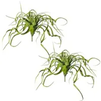 Creativ Green künstliche Pflanze Tillandsien-Hänger, ca 70cm, 2er Set