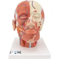 3B Scientific Kopfmodell mit Muskulatur & Blutgefäßen - 3B Smart Anatomy