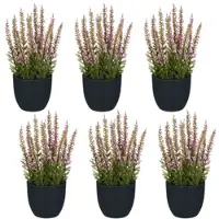 Creativ Green künstliche Pflanze Calluna, 17cm, rosa im schwarzen Kunststofftopf 7x7x6,5cm, 6er Set
