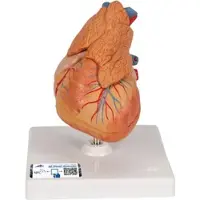 3B Scientific Herzmodell "Klassik" mit Thymus, 3-teilig - 3B Smart Anatomy