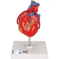 3B Scientific Herzmodell "Klassik" mit Bypass, 2-teilig - 3B Smart Anatomy