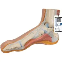 3B Scientific Fußmodell normaler Fuß - 3B Smart Anatomy