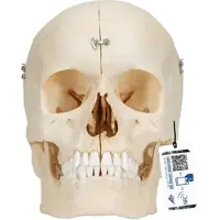 3B Scientific BONElike Schädel Modell mit median-sagittalen Schnitten, 6-teilig - 3B Smart Ana...