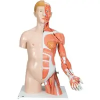 3B Scientific Luxus Torso Modell, mit weiblichen & männlichen Geschlechtsorganen und mit Muske...
