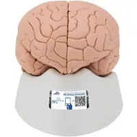 3B Scientific Menschliches Gehirnmodell, 4-teilig - 3B Smart Anatomy