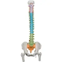 3B Scientific Flexibles Wirbelsäulenmodell "Didaktik" mit farbig differenzierten Abschnitten &...