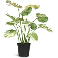 Fleur Ami Fensterblatt - Monstera Kunstpflanze, 85 cm