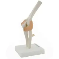 HeineScientific Anatomisches Modell Ellenbogen mit Bändern Skelett