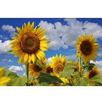 Papermoon Fototapete "Sonnenblumen", bunt, B:5m L:2,8m, Vlies, Tapeten, Fototapete