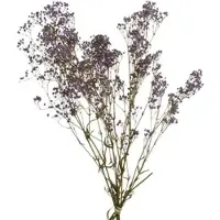 Décoris Schleierkraut 50cm Trockenblumenstrauß Trockenpflanzen getrockneter Gypsophila