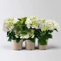 Pflanzen-Kölle Hortensie weiß, mind. 3 Dolden, Topf-Ø 10 cm, Höhe ca. 20 cm, 3 Pflanzen