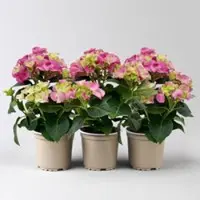 Pflanzen-Kölle Hortensie rosa, mind. 3 Dolden, Topf-Ø 10 cm, Höhe ca. 20 cm, 3 Pflanzen