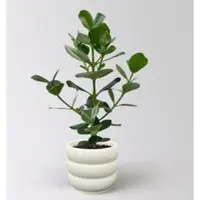 Pflanzen-Kölle Balsamapfel 'Princess', Topf-Ø 17 cm, Höhe ca. 55 cm, inkl. Übertopf Byron