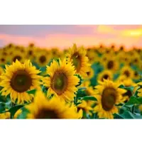 Papermoon Fototapete "Feld der Sonnenblumen", bunt, B:4,5m L:2,8m, Vlies, Tapeten, Fototapete