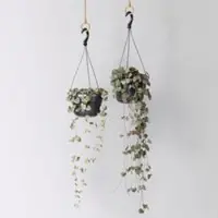 Pflanzen-Kölle Grünpflanzen-Set Rapunzel, Hängeampel-Ø 14 cm, 2 Pflanzen
