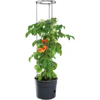 Prosperplast Tomatoes 29.5x29.5x 23.6-115.2 Cm Blumentopf