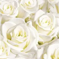 Duni GmbH Duni Dunisoft Servietten White Dreams 40x40cm 60 Stück