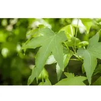 Pflanzen für Dich Liquidambar Styraciflua Slender Silhouette Amberbaum 100–125 cm