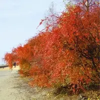 Pflanzen für Dich Cotoneaster acutifolius 60-100 cm