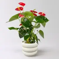 Kölles Beste Flamingoblume 'Royal Red Champion', rot, Topf-Ø 14 cm, im Übertopf Byron